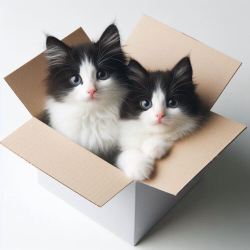 Por Que os Gatos Amam Caixas? Entenda o Fascínio dos Felinos por Espaços Pequenos