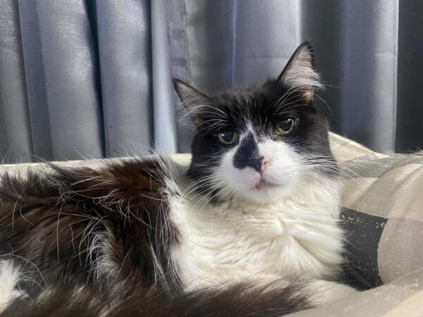 7 Curiosidades Incríveis Sobre Gatos Que Vão Surpreender Você